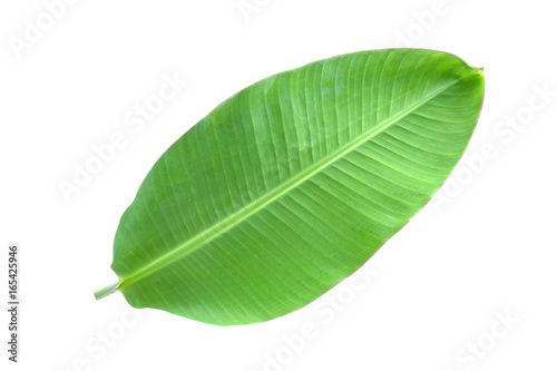Banana leaves on a white background