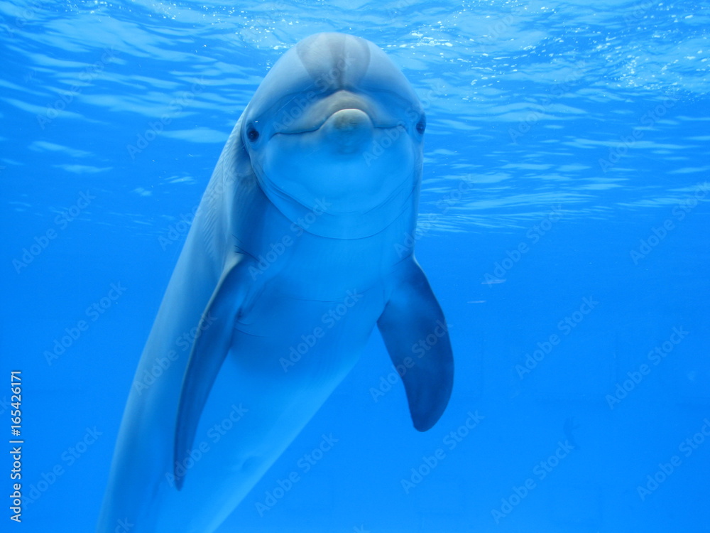 Fototapeta premium Dauphin