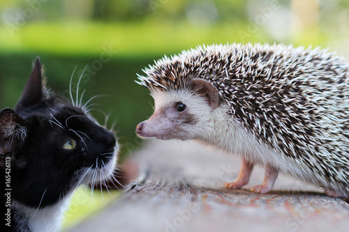 Fototapeta Cat and hedgehog