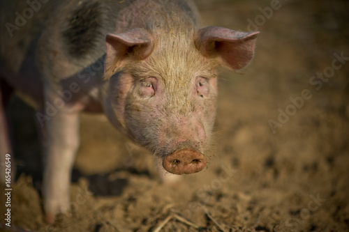 Schwein auf dem Feld