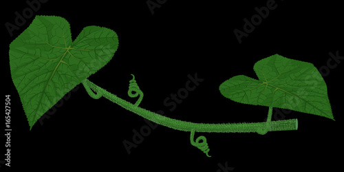 Tableau sur toile Isolate cucumber stem on black background