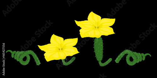 Set of isolate blossom of cucumber on black background
