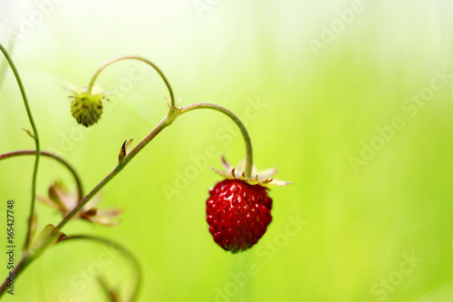 Wild red strawberry in the grass . Green background
