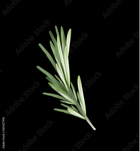 Rosemary herb and spice on a black background. Rosemary vector illustration for design.
