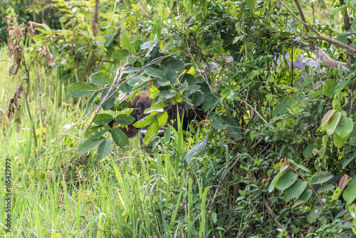 A wild gaur (Bos gaurus) hide itself behind tree in Kui Buri National Park, Thailand. photo