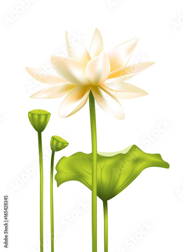 White Lotus Flower Spa Center Buddhism Asia Indian Philosophy Floral Background Stock Vector Adobe Stock White Lotus Flower Spa Center Buddhism Asia Indian Philosophy Floral Background Stock Vector Adobe Stock