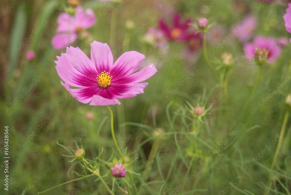 Close- up of Cosmos flower with out blur background