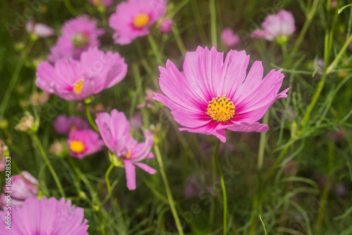 Close- up of Cosmos flower with out blur background