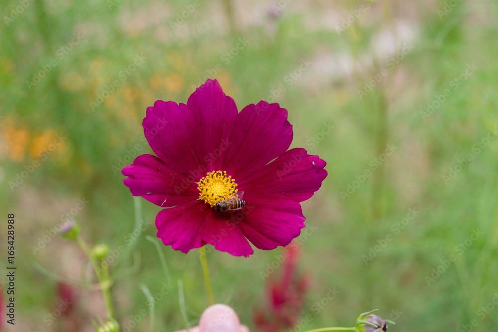 Fototapeta premium Close- up of Cosmos flower with Blur background