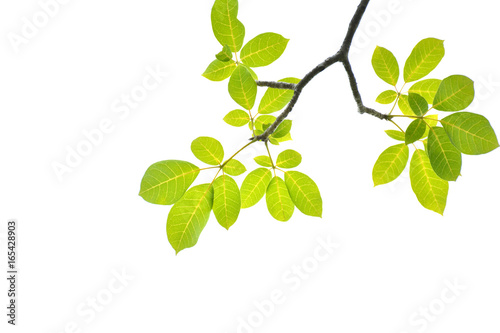 Green leaves on a white background