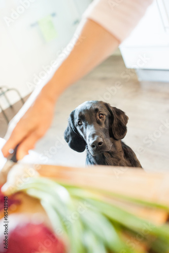 Flat Coated Retriever waiting while Mommy is cooking