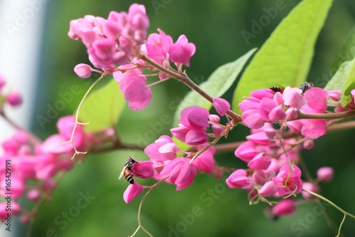 Mexican Creeper pink flowers with insects beautiful in nature background
