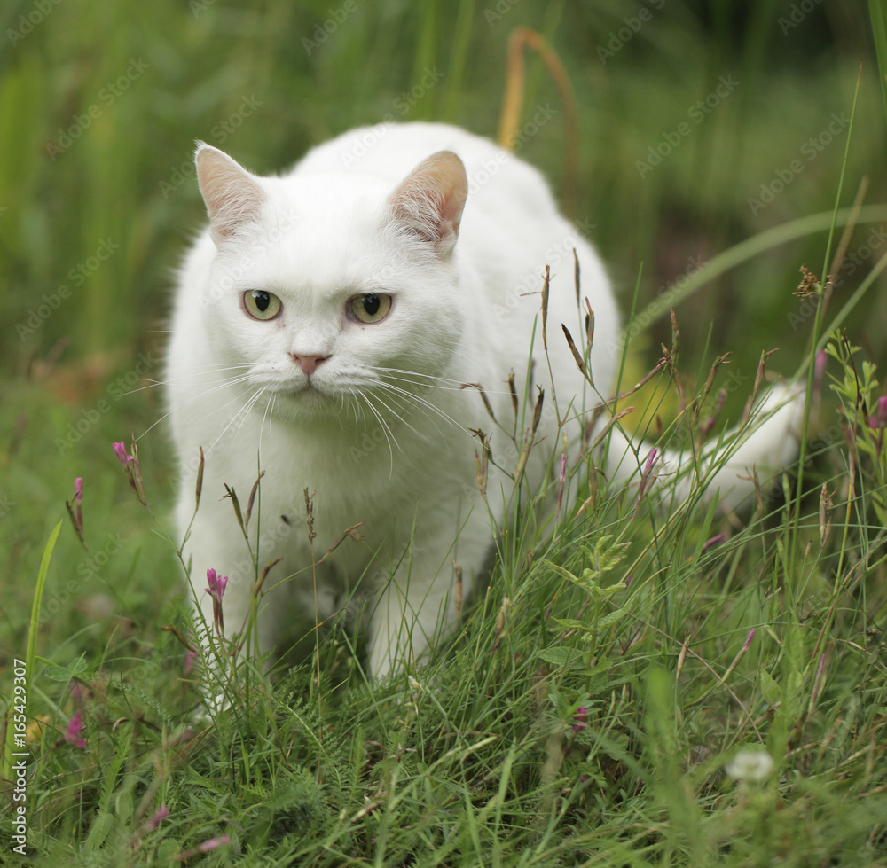 funny white cat hiding in the grass funny white cat hiding in the grass