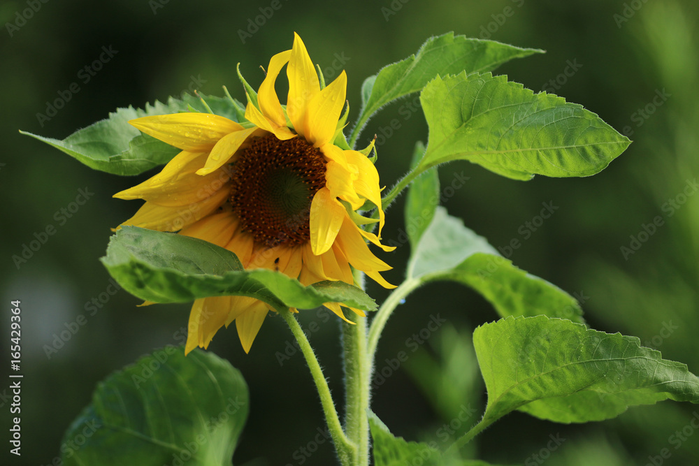 Obraz premium Sonnenblume