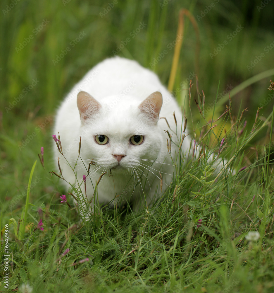 funny white cat hiding in the grass funny white cat hiding in the grass