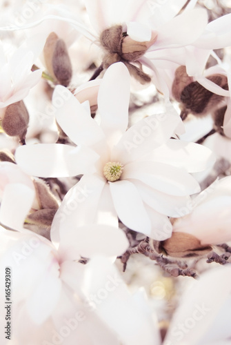 Blossom of magnolia stellata