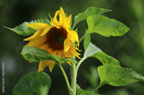 Sonnenblume photo