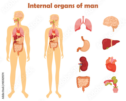 Human internal organs icon set. Vector illustration in cartoon style isolated