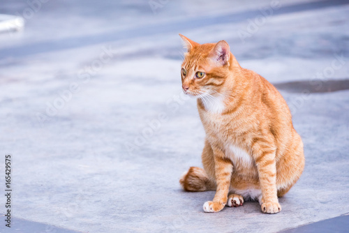 A beautiful domestic orange Striped cat. Animal portrait. © bubbers