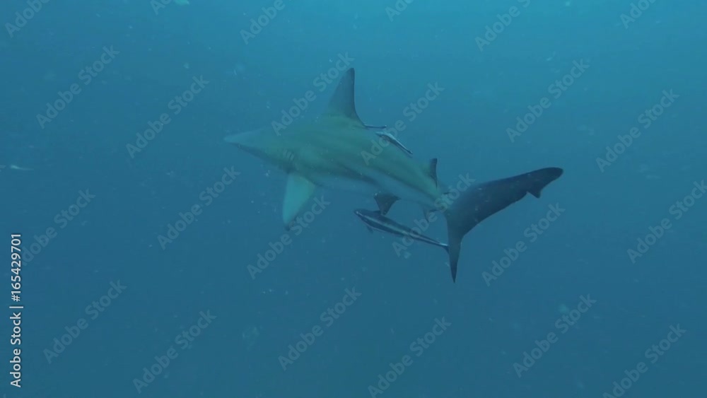 Black tip Sharks swimming around bait