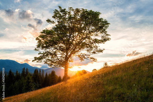 Amazing sunset landscape with single tree, yellow sun, blue cloudy sky and mountain range, nature background