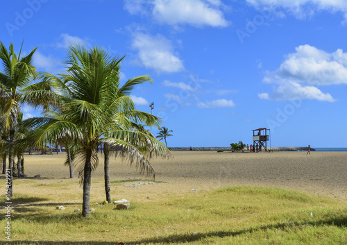 Palm trees on tropical beach