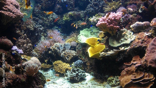 Fototapeta Naklejka Na Ścianę i Meble -  corail