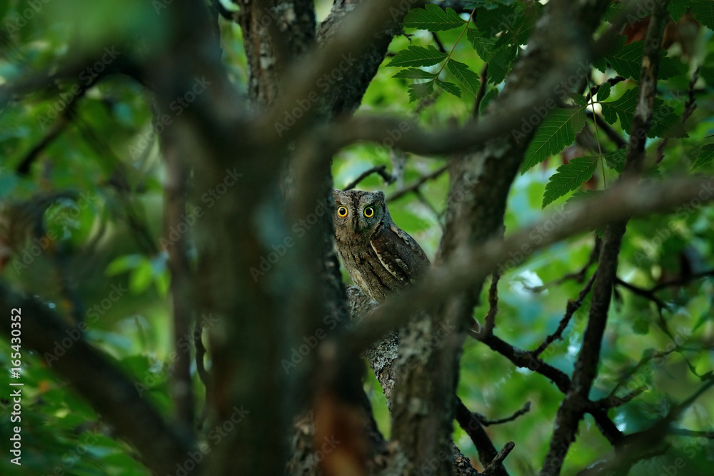 Owl in the dark green vegetation, hidden in the forest. Common Scops Owl, Otus scops, little owl in the nature, sitting on the green tree branch, Bulgaria. Wildlife scene from nature. Art view on bird