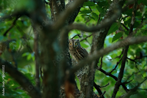 Owl in the dark green vegetation, hidden in the forest. Common Scops Owl, Otus scops, little owl in the nature, sitting on the green tree branch, Bulgaria. Wildlife scene from nature. Art view on bird