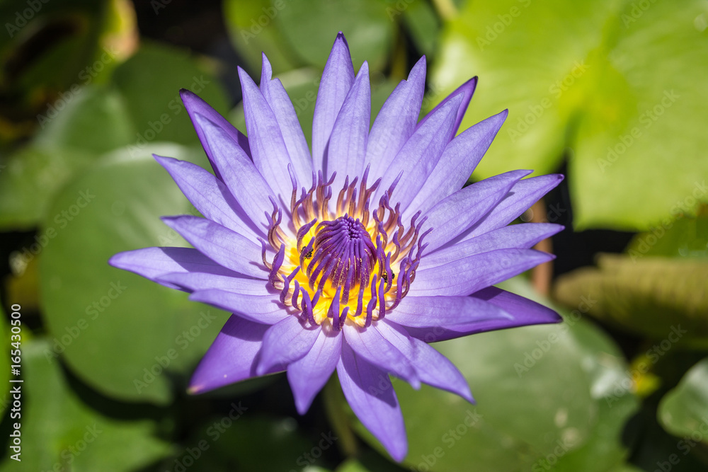 Lotus is a flower that familiar and favorable with Thai people from the past and a flower for Buddhism. Lotus is a flower that familiar and favorable with Thai people from the past and a flower for Buddhism.