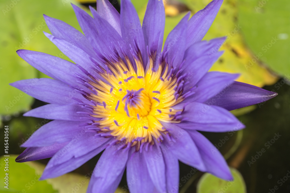 Lotus is a flower that familiar and favorable with Thai people from the past and a flower for Buddhism.