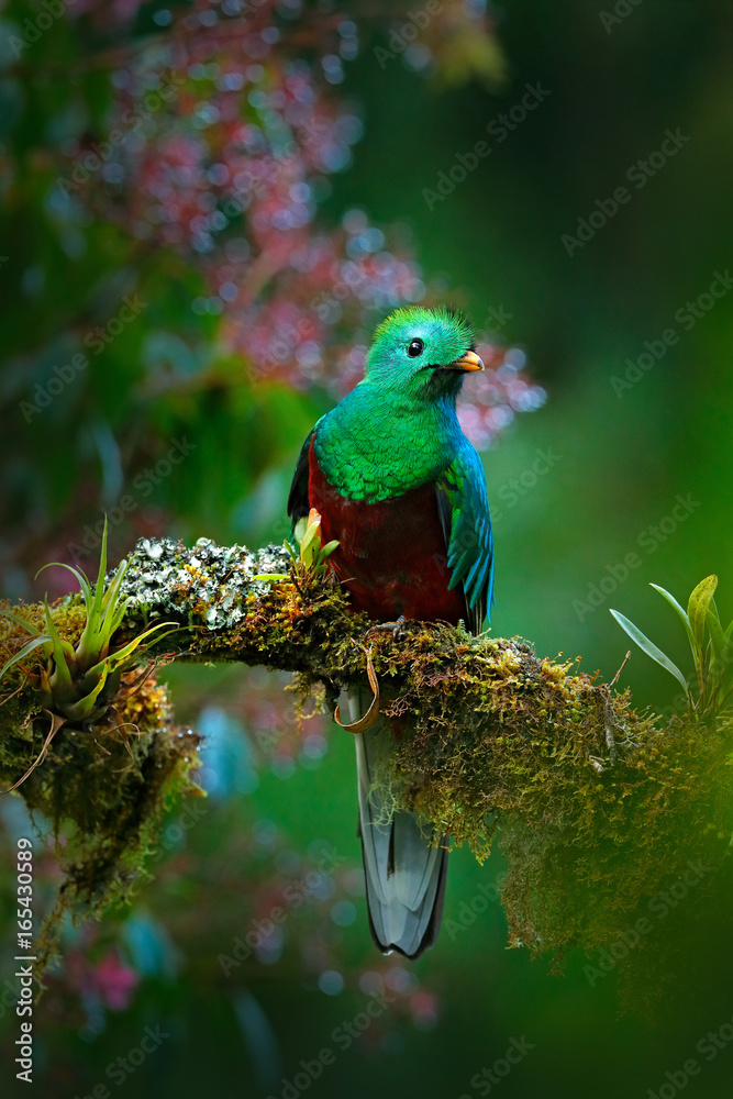 Fototapeta premium Wspaniały święty ptak zielony i czerwony. Obserwowanie ptaków w dżungli. Piękny ptak w siedlisku zwrotnik przyrody. Olśniewający Quetzal, Pharomachrus mocinno, Gwatemala, na zielonym tle lasu. Kwiaty.