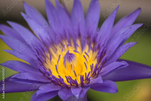 Lotus is a flower that familiar and favorable with Thai people from the past and a flower for Buddhism.