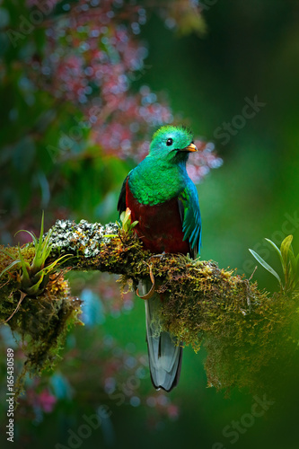 Magnificent sacred green and red bird. Birdwatching in jungle. Beautiful bird in nature tropic habitat. Resplendent Quetzal, Pharomachrus mocinno, Guatemala, with green forest background. Flowers.