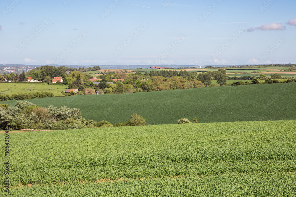 Fototapeta premium Shades of green in wheat fields and meadows near Wimereux at the Opal Coast.