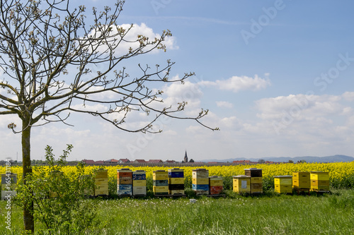 Bienenstöcke vor einem Rapsfeld photo
