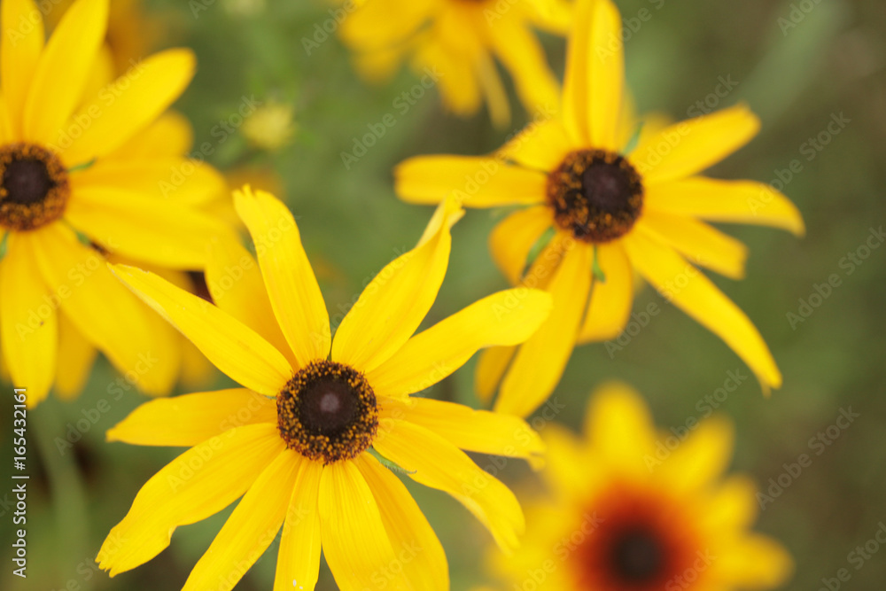 Fototapeta premium dużo pięknych kolorowych kwiatów - słoneczniki ozdobne