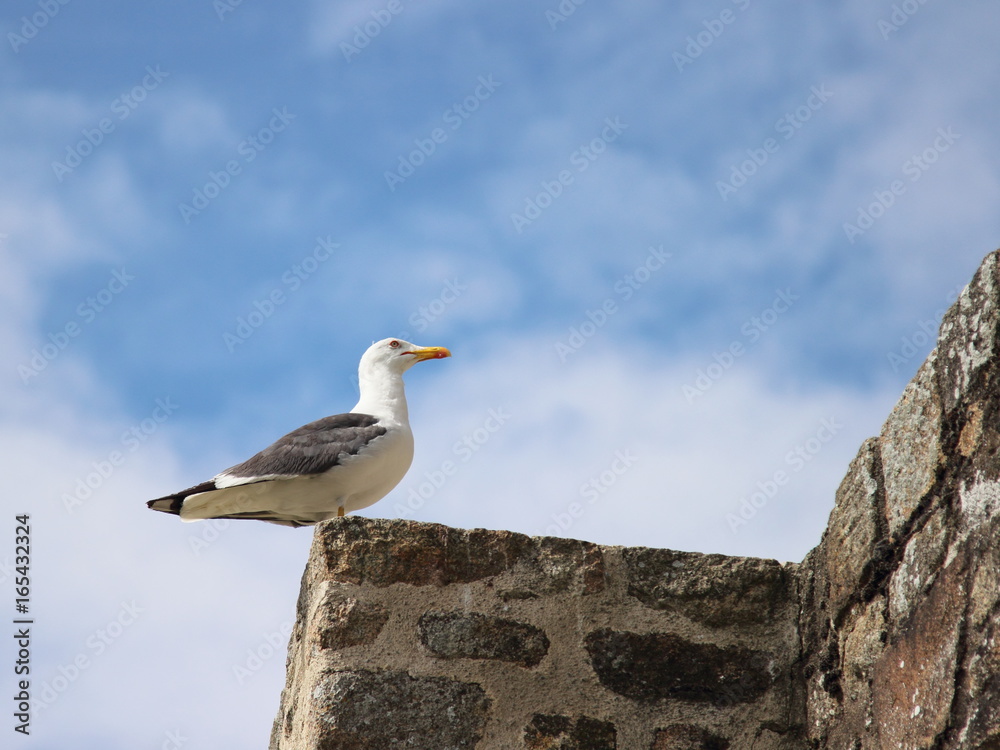 Seagull