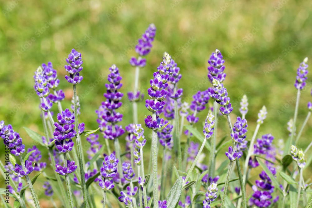 Blühender Lavendel Blühender Lavendel