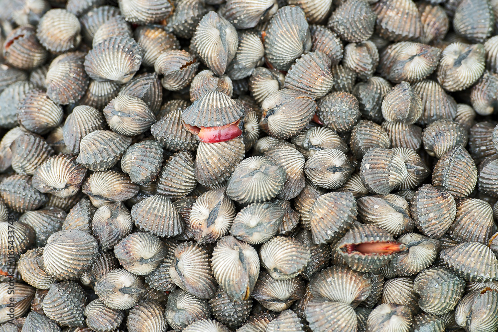 Fototapeta premium Cockles