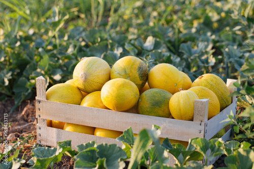 Ripe yellow melon in wood box on the field at organic eco farm