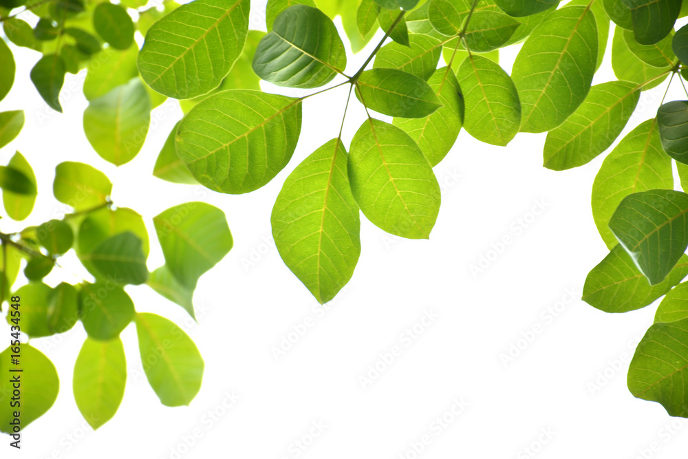 Green leaves on a white background Green leaves on a white background