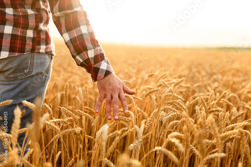 Farmer touching his crop with hand in a golden wheat field. Harvesting  organic farming concept