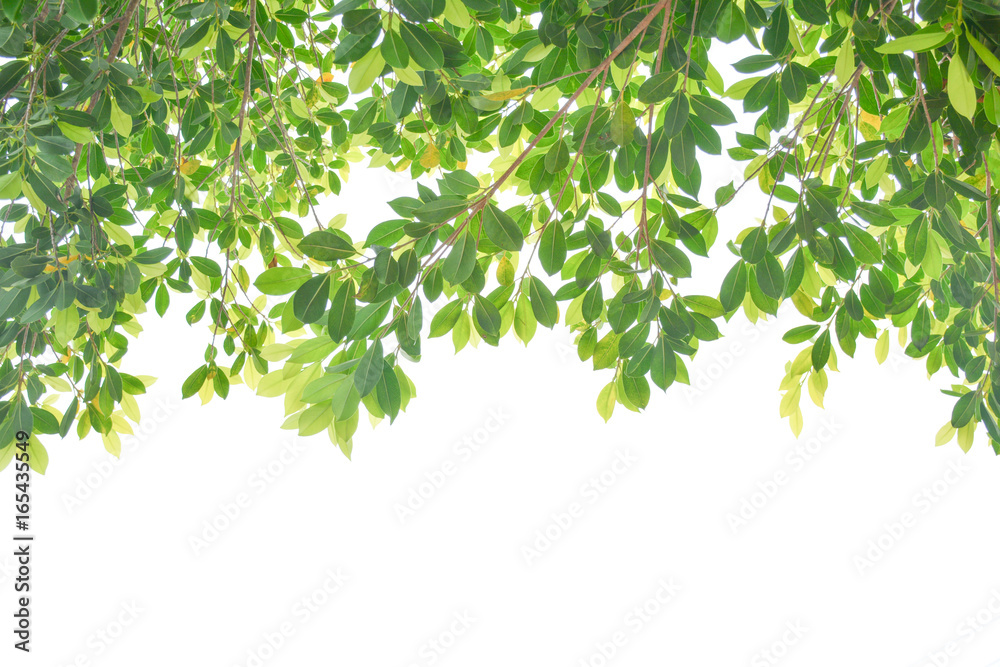 fresh light green leave isolated on white background fresh light green leave isolated on white background