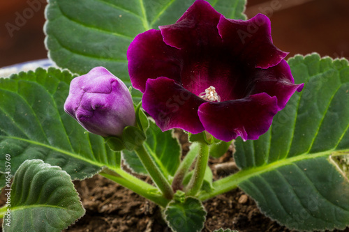 beautiful deep violet bloom photo