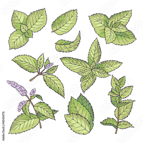 Different vector colored illustrations of herbal mint. Hand drawn pictures of leaves and menthol branches
