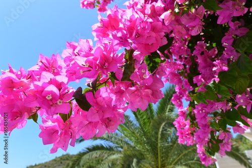 Bougainvillea-Blüte auf Samos photo