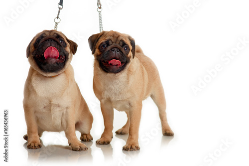 Puppies of pug isolated on a white background