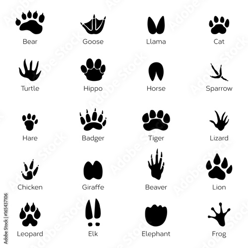 Different footprints of birds and animals. Vector monochrome pictures on white background