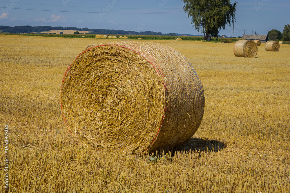 a round straw bale in a scythed field